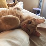 Profile Picture of Ivy, Snape, Dale and Noah (@taleofthreetails) on Instagram