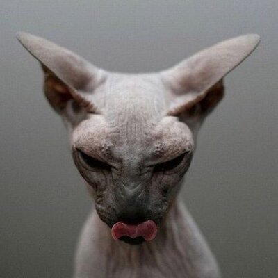 Profile Picture of Aleksandr Petrenkoon Twitter