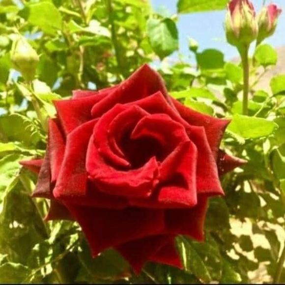 Luna Yanira - Poshmark Profile Picture of Luna Yanira (@yaniraluna35) on Poshmark