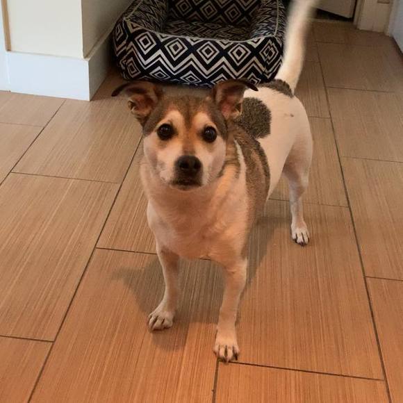 Profile Picture of Laura Roy (@laurarodini) on Poshmark