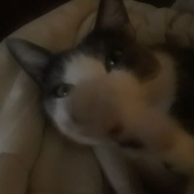 Profile Picture of Shannon Harrington (@cree8lovefamily) on Twitter