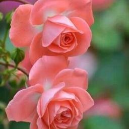 Profile Picture of SUDHA SINHA (@sudha9582827442) on Twitter
