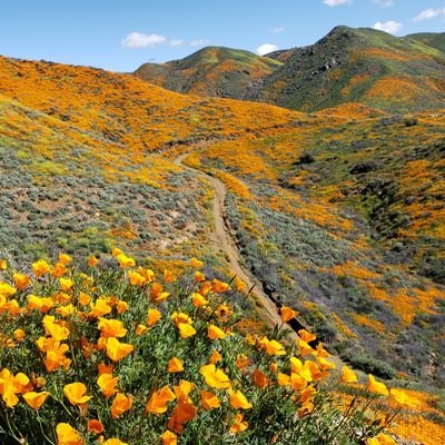 Profile Picture of Mo Li (@MoLiOtott) on Twitter