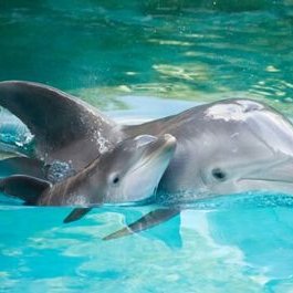 Profile Picture of Jose Rene Renovato G (@rene_renovato) on Twitter