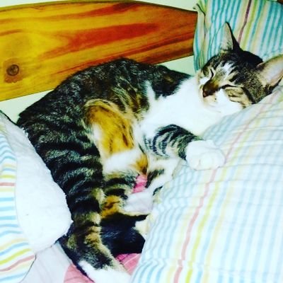 Profile Picture of Damian David Acosta (@DamiandavidAco1) on Twitter