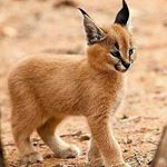 Profile Picture of jacob cruces (@crujacob) on Instagram