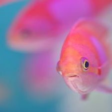 Profile Picture of Michael Dinerman (@DinermanMichael) on Twitter