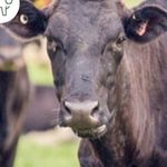 Glenda Kellahn - Instagram Profile Picture of Glenda Kellahn (@glenda_vet) on Instagram