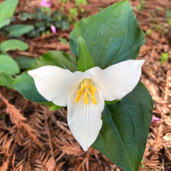 Profile Picture of Karen Jamgochian (@kjamgo) on Poshmark