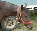 Profile Picture of Collar (animal)on Wikipedia