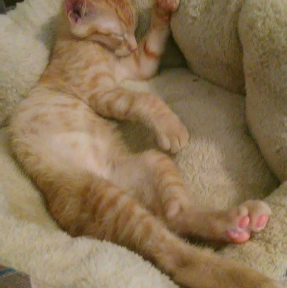 Profile Picture of Jeni Grencis (@jenig83) on Poshmark