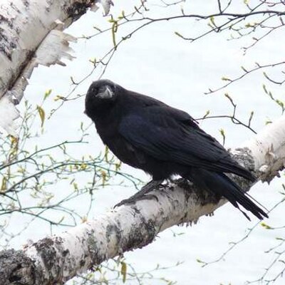 Profile Picture of Boggan (@ravenbirch) on Twitter