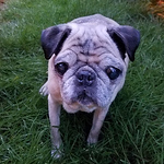 Profile Picture of Pug Garden (@pug garden) on Flickr