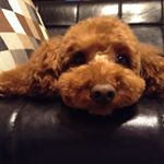 ぷちこ - Instagram Profile Picture of ぷちこ (@soraland0614) on Instagram