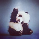 Profile Picture of Addie Farrell (@addielovespandas) on Instagram