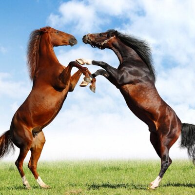 Profile Picture of The Horses Are Backon Twitter