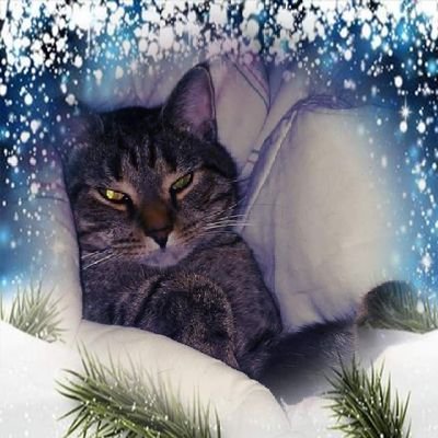 Profile Picture of Janet Wohleber (@BlissCanHappen) on Twitter