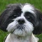 Profile Picture of crystal hoang (@crystalhoang8850) on Instagram