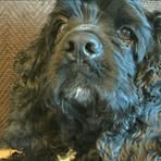 Profile Picture of Andrew Fynaardt (@andrew.fynaardt.7) on Facebook