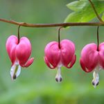 Profile Picture of Bailey Millard (@bailey_millard582) on Instagram