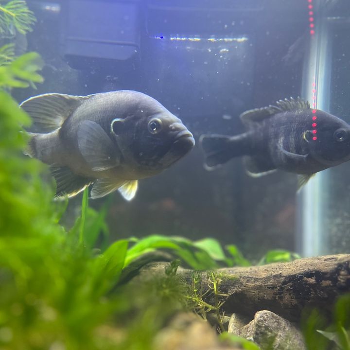 Profile Picture of Jason Payne (@jason._payne) on Tiktok