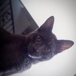 Profile Picture of Alex Corredor 🐱 (@alex_corredor_gato) on Instagram