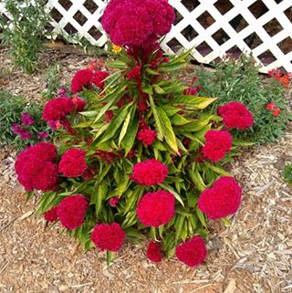 Profile Picture of Thomasene Campbell (@thomasene.campbell.5) on Facebook