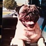 Profile Picture of Steven Toney (@toney.steven) on Instagram