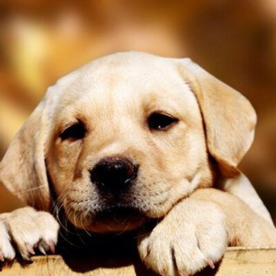 Profile Picture of Andy Coburn (@5Coburn) on Twitter