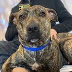 Profile Picture of Cleo Lee Q🦋💋 (@cleo.lee.q) on Instagram