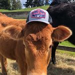 Profile Picture of Kimballs Ranch Creations (@kimballsranch) on Instagram