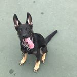 Profile Picture of Alice the GSD (@alice_does_work) on Instagram
