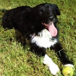 Profile Picture of Brent Bailey (@101happydogs) on Twitter