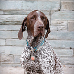 Profile Picture of The Dog Never Stops (@the dog never stops) on Flickr