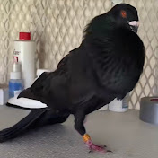 Javier Calzada Team Remolque - Youtube Profile Picture of Javier Calzada Team Remolque (@javiercalzadateamremolque1589) on Youtube