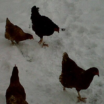 Profile Picture of Martin Mulligan (@Tarboy1971) on Twitter