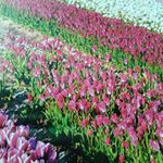 Profile Picture of 林治平 (@zqwaa30) on Instagram