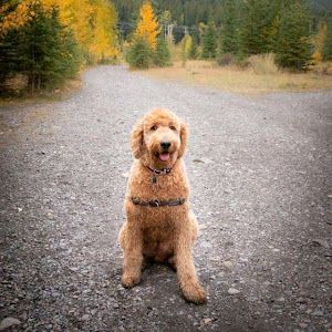 Profile Picture of Doug Richard (@doug.richard) on Tiktok