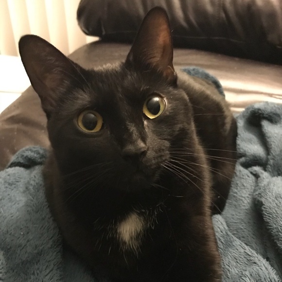 Profile Picture of Ashley Krayniak (@azrathiel) on Poshmark