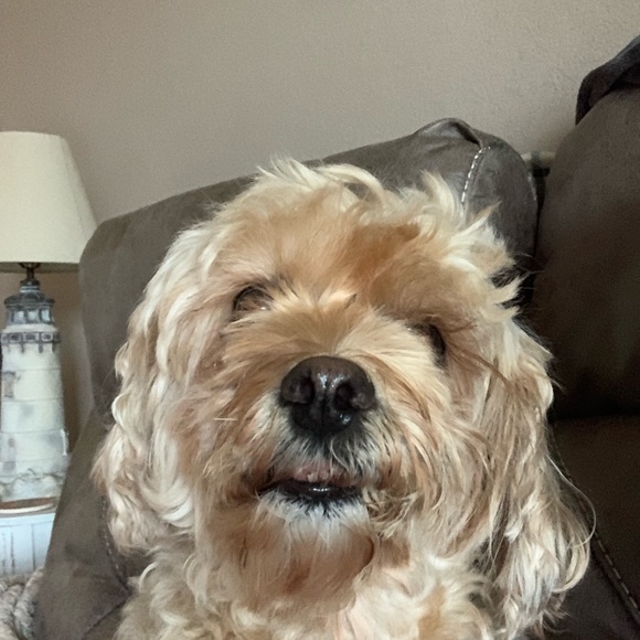 Profile Picture of Jodi Chiumento (@jodichiu) on Poshmark