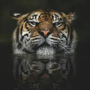 Profile Picture of Vinesh Nair (@Vinesh666) on Youtube