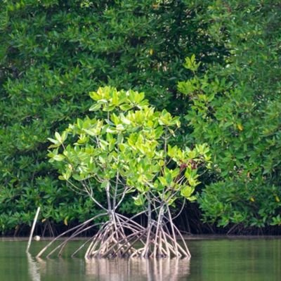 Profile Picture of Supawadee Suwanpraserton Twitter