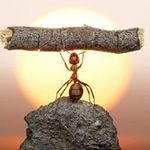 Profile Picture of Mark Skip Casale (@skipbosco) on Instagram