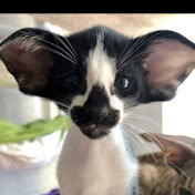 Profile Picture of Robin Bell (@robinbell9566) on Youtube