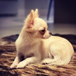 Profile Picture of Meu nome é Crystal🐶 (@crystal_chiuhauhua) on Instagram