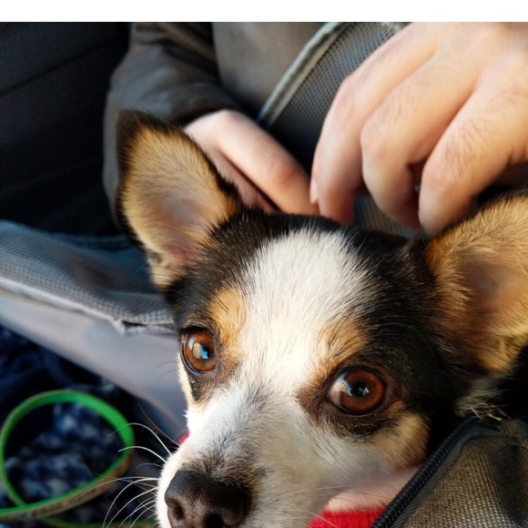 Profile Picture of Sue Lucchetta (@s_lucchetta) on Poshmark