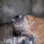 Profile Picture of Dan Brousseau (@dan.brousseau.3) on Facebook