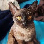 Profile Picture of Alex Burman (@aleks_bur_) on Instagram