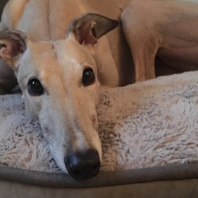 Corey Thorson - Twitter Profile Picture of Corey Thorson (@SauceEmoney) on Twitter