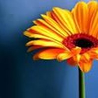 Profile Picture of Deepa Bhatt (@deepa-bhatt-17) on Quora